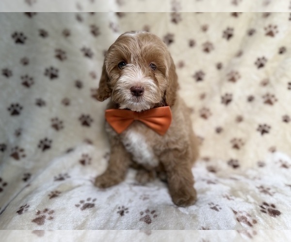 Medium Photo #6 Cockapoo (Miniature) Puppy For Sale in LAKELAND, FL, USA