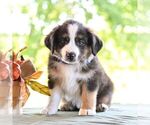 Donald - Male Miniature Australian Shepherd Puppy for Sale - Photo #5