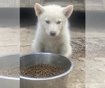 Small Photo #23 Swiss Shepherd-Timber Wolf Mix Puppy For Sale in MAD RIVER, CA, USA