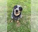 Small #1 Mutt