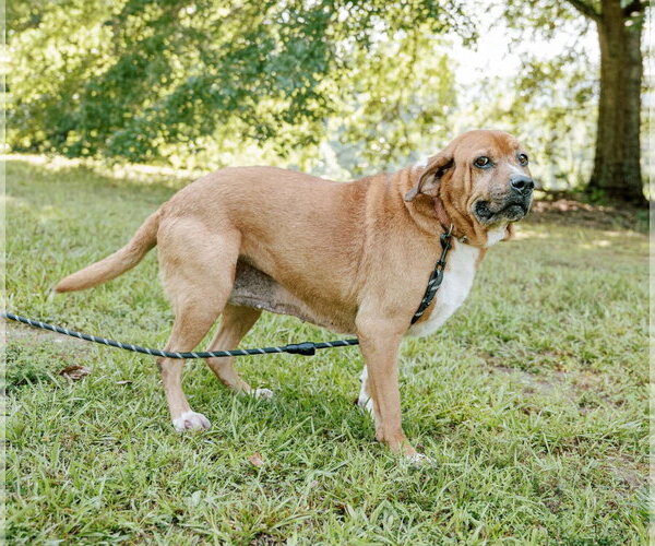 Medium Photo #4 Basset Hound-Redbone Coonhound Mix Puppy For Sale in Attalka, AL, USA