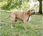 Small #3 Basset Hound-Redbone Coonhound Mix