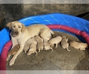 Mother of the Labrador Retriever puppies born on 07/07/2022