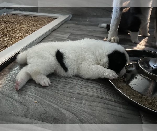 Medium Photo #22 Akita Puppy For Sale in CANTONMENT, FL, USA