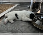 Small Photo #22 Akita Puppy For Sale in CANTONMENT, FL, USA