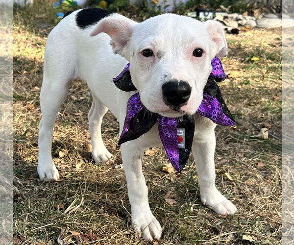 Medium Photo #1 Staffordshire Bull Terrier-Unknown Mix Puppy For Sale in Des Moines, IA, USA