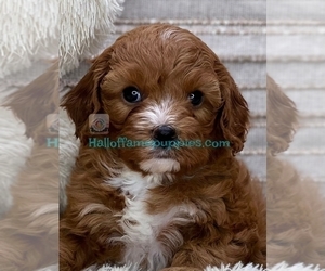 Cavapoo Puppy for sale in LOUDONVILLE, OH, USA
