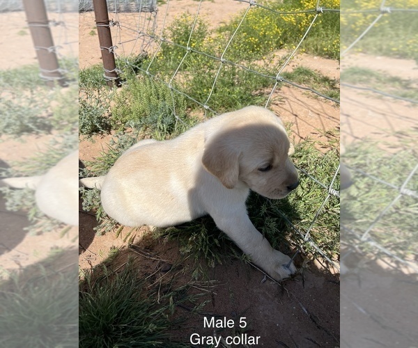 Medium Photo #4 Labrador Retriever Puppy For Sale in CASA GRANDE, AZ, USA