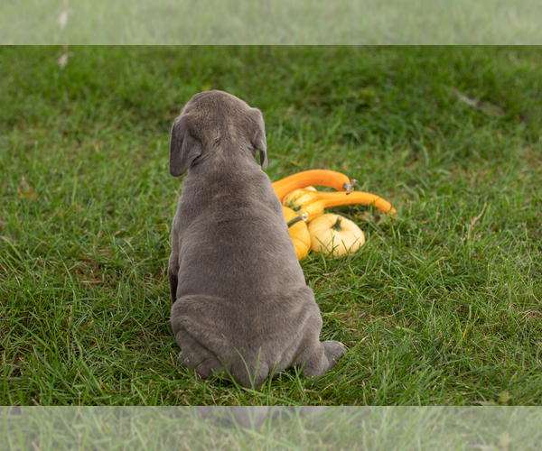 Medium Photo #22 Cane Corso Puppy For Sale in BOURBON, IN, USA