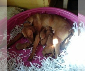 Mother of the Vizsla puppies born on 03/23/2019