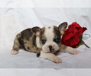 Faux Frenchbo Bulldog Puppy for sale in SHILOH, OH, USA