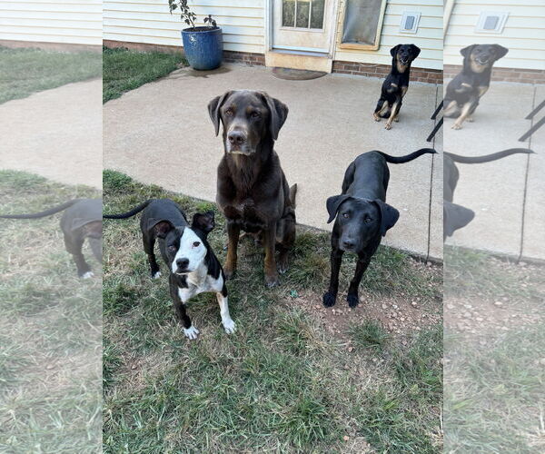 Medium Photo #4 Mutt Puppy For Sale in Greenville, SC, USA