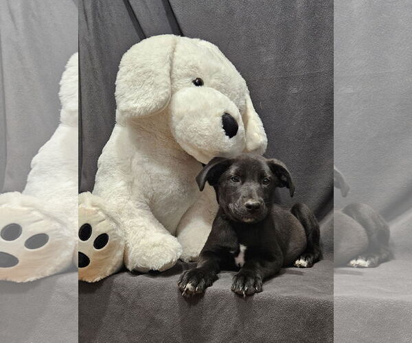 Medium Photo #5 Labrador Retriever-Unknown Mix Puppy For Sale in Corinth, MS, USA