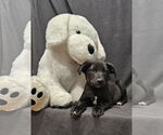 Small #4 Labrador Retriever Mix