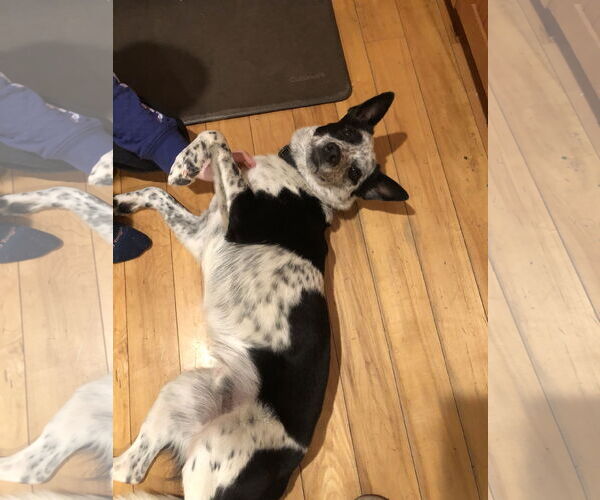 Medium Photo #5 Mutt Puppy For Sale in Garden City, NY, USA