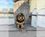 Small Photo #1 Yorkshire Terrier Puppy For Sale in TAMPA, FL, USA