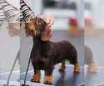 Small Photo #1 Dachshund Puppy For Sale in Riga, Riga, Latvia