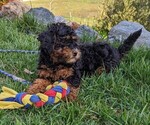 Small Photo #1 Bernedoodle (Miniature) Puppy For Sale in PLACERVILLE, CA, USA