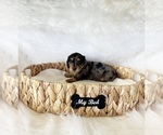Small #2 Dachshund