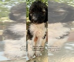 Small Photo #3 Pyredoodle Puppy For Sale in GEORGETOWN, TX, USA