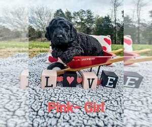 Aussiedoodle Puppy for sale in ANDERSONVILLE, TN, USA