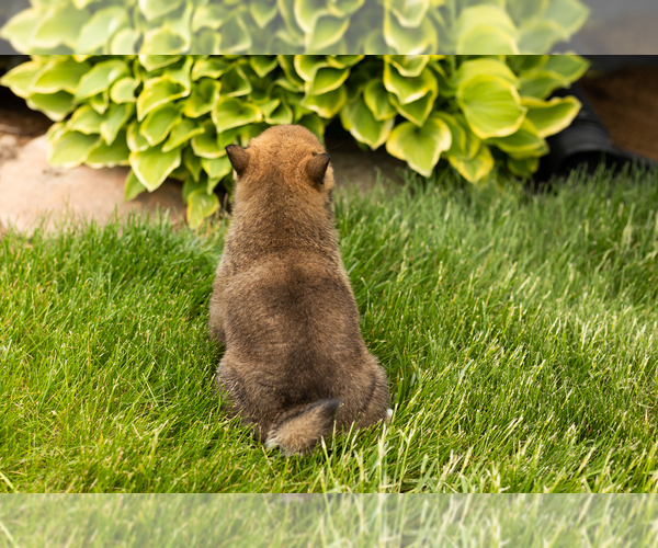 Medium Photo #6 Shiba Inu Puppy For Sale in MILLERSBURG, IN, USA