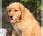Small Photo #4 Golden Retriever Puppy For Sale in JONES, MI, USA