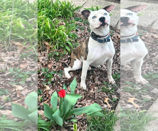 Medium Photo #2 American Pit Bull Terrier-Unknown Mix Puppy For Sale in Germantown, OH, USA