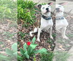 Small #1 American Pit Bull Terrier Mix