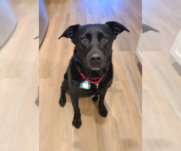 Medium Photo #6 Labrador Retriever-Unknown Mix Puppy For Sale in Minneapolis, MN, USA