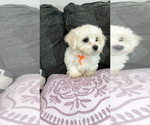 Small Photo #1 Maltese Puppy For Sale in COVINA, CA, USA