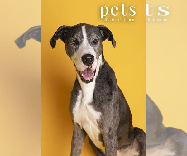 Medium Photo #2 Great Dane Puppy For Sale in Foristell, MO, USA