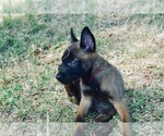 Small Photo #5 Belgian Malinois Puppy For Sale in DALLAS, TX, USA