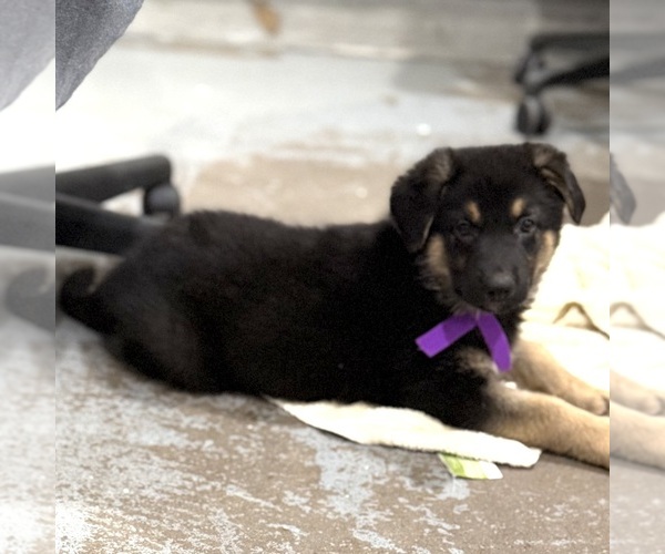 Medium Photo #51 German Shepherd Dog Puppy For Sale in BRIGHTON, CO, USA