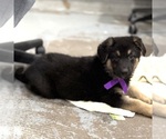 Small Photo #51 German Shepherd Dog Puppy For Sale in BRIGHTON, CO, USA