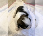 Small Photo #22 Shih Tzu Puppy For Sale in ARDEN, NC, USA