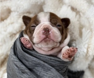 Boston Terrier Puppy for sale in HICKORY, NC, USA