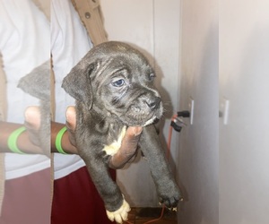 American Pit Bull Terrier Puppy for sale in PANAMA CITY, FL, USA