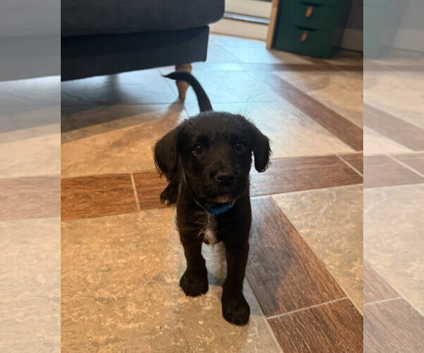 Medium Photo #3 Labrador Retriever-Unknown Mix Puppy For Sale in Plainfield, IL, USA