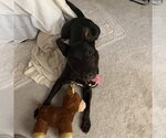 Small #2 Mutt