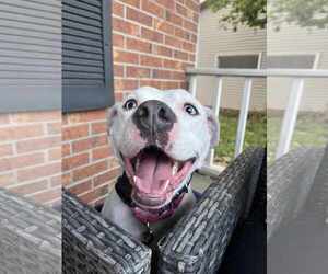 Medium American Staffordshire Terrier Mix