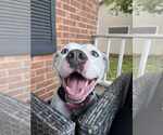Small American Staffordshire Terrier Mix