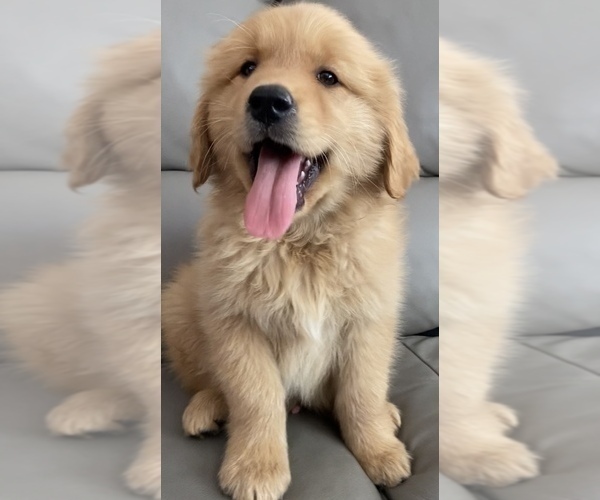 Medium Photo #1 Golden Retriever Puppy For Sale in SANTA ANA, CA, USA