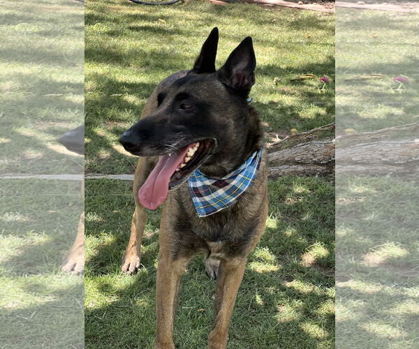Medium Photo #3 Mutt Puppy For Sale in Phoenix, AZ, USA