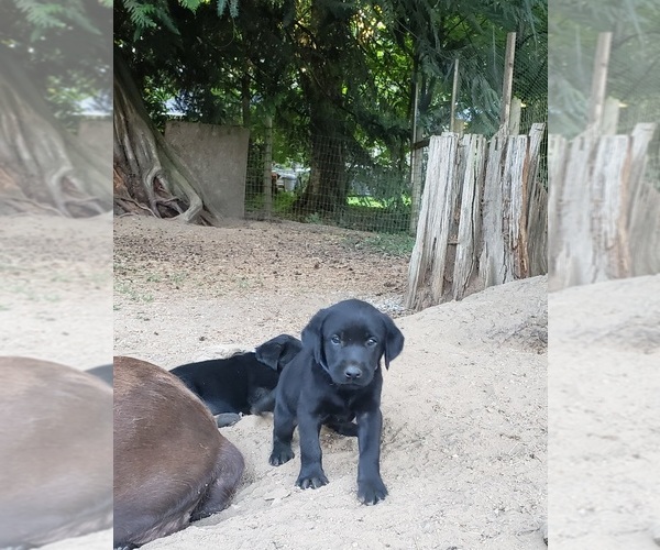 Medium Photo #5 Labrador Retriever Puppy For Sale in OLYMPIA, WA, USA