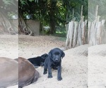 Small #4 Labrador Retriever