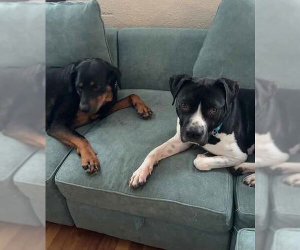 Medium Photo #3 American Pit Bull Terrier Puppy For Sale in Hillsboro, NH, USA