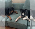 Small #2 American Pit Bull Terrier