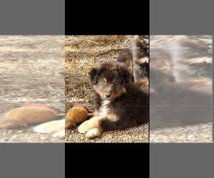 Australian Shepherd Puppy for sale in PIERCETON, IN, USA