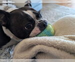 Small #1 Boston Terrier